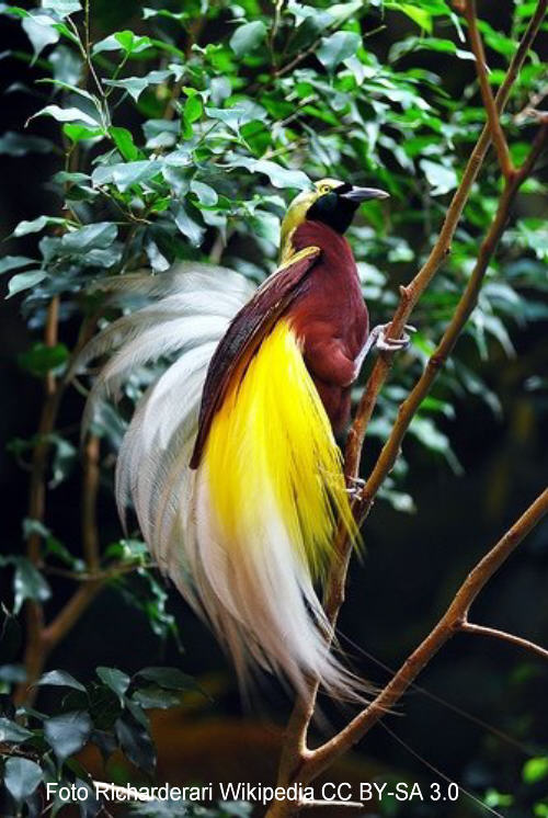 Kleiner Paradiesvogel Tierart Tiere - Arten