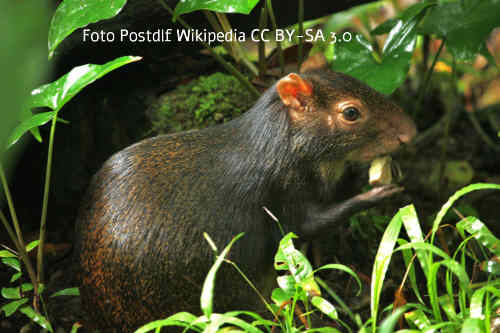 Goldarguti, Dasyprocta aguti